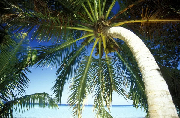 Malerischer Strand mit dem Meer — Stockfoto