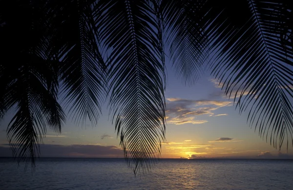 Palm trees on beach at dusk — Stock Photo, Image