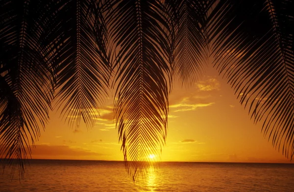 Feuilles de palmier au-dessus du paysage marin au crépuscule — Photo