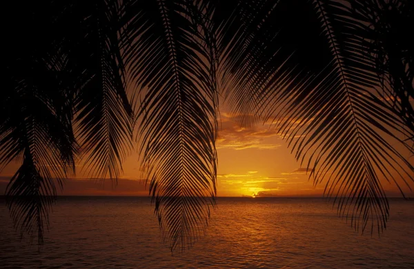 Palm leaves above seascape at dusk — Stock Photo, Image