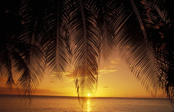 Palm lämnar över marinmålning i skymningen — Stockfoto