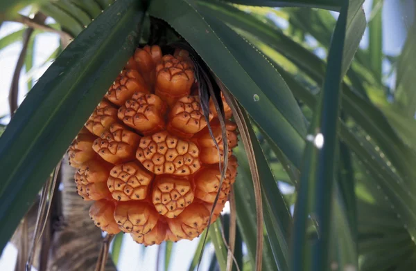 Orange frukt på Palm — Stockfoto