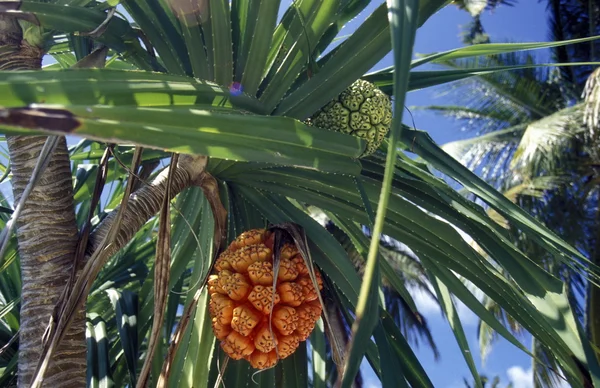 Orange frukt på Palm — Stockfoto