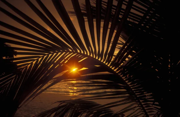 Palm lämnar över marinmålning i skymningen — Stockfoto
