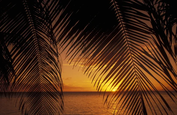 Palm leaves above seascape at dusk — Stock Photo, Image