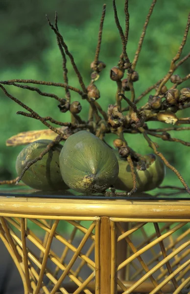 Green fresh cocosnuts — Stock Photo, Image