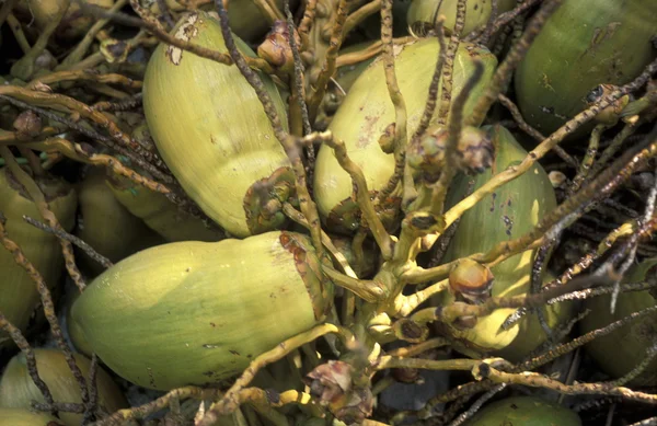 Cocos verdes frescos — Foto de Stock