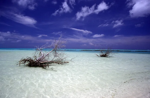 Droge bomen op strand — Stockfoto