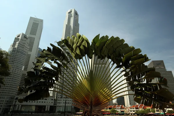Strange palm tree in the city of Singapore — Stock Photo, Image