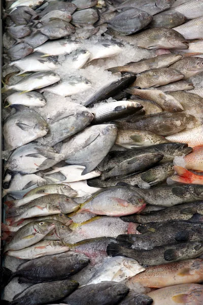 Mercado de peixe na pequena cidade da Índia — Fotografia de Stock