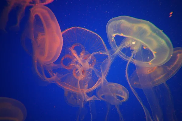 Acquario Mondo subacqueo — Foto Stock