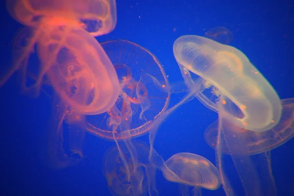 Acquario Mondo subacqueo — Foto Stock