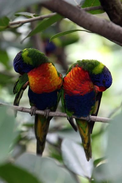 Lindo colorido aves — Foto de Stock