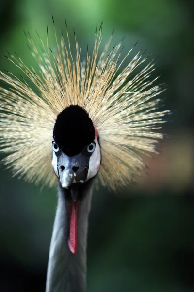 Grulla gris coronada pájaro — Foto de Stock