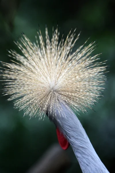 Grulla gris coronada pájaro — Foto de Stock