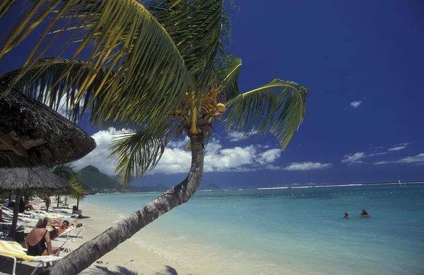 Palmtrees on the island of Mauritius — Stock Photo, Image