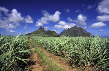 şeker kamışı ekimi