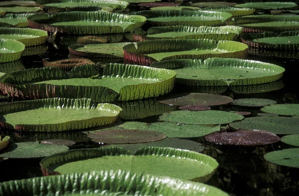 Jardín botánico de Pamplemousses —  Fotos de Stock