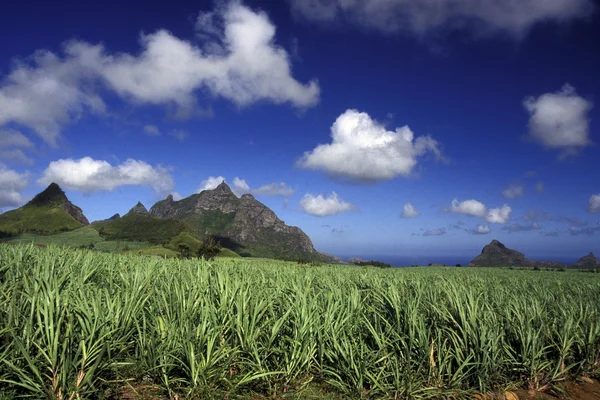 Sugar cane plantation — Stock Photo, Image