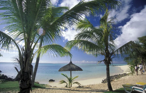 Palmtrees on the island of Mauritius — Stock Photo, Image