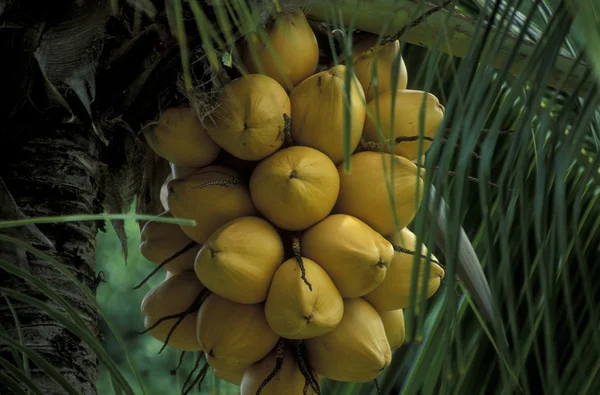 Kokosnötter på kusten av ön — Stockfoto
