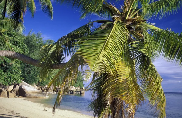 Spiaggia sulla costa dell'isola La Digue — Foto Stock