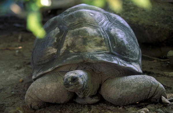 Big turtles on the Island — Stock Photo, Image