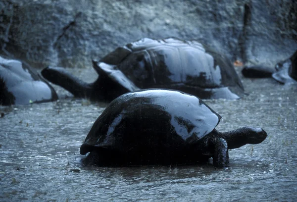 Tartarugas grandes na ilha — Fotografia de Stock