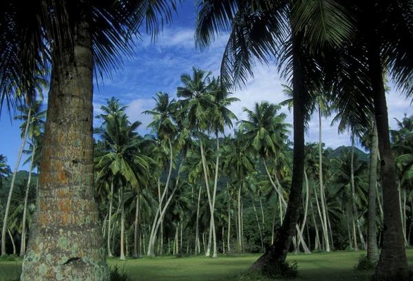 Palmy kokosowe na wybrzeżu — Zdjęcie stockowe