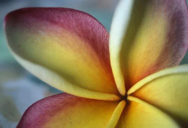 マヘ島で南国の花 — ストック写真