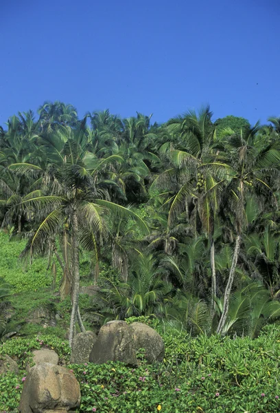 Hindistan cevizi ağaçları deniz kenarı — Stok fotoğraf