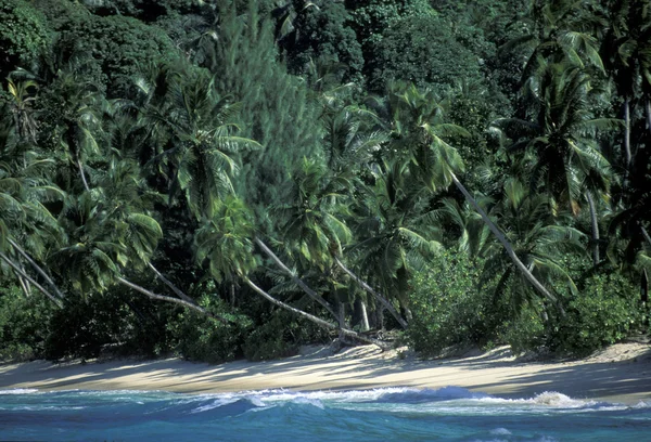 Hindistan cevizi ağaçları deniz kenarı — Stok fotoğraf