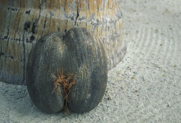 Кокосова на Island Praslin — стокове фото