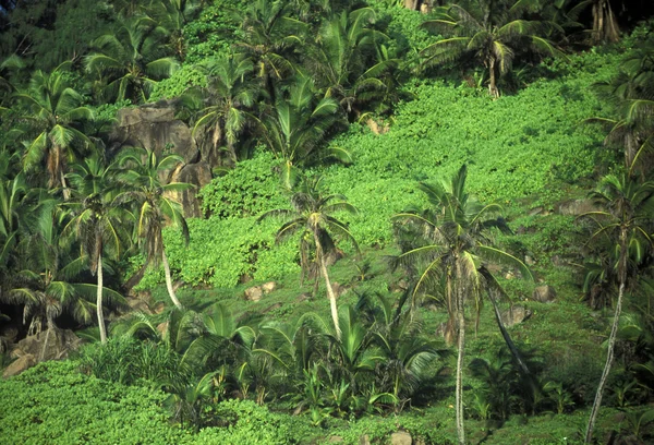 Cocoteros en la costa — Foto de Stock