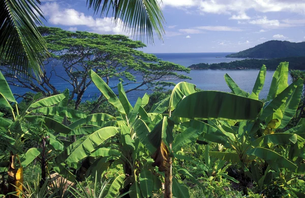 Playa en la costa de la Isla Mahe — Foto de Stock