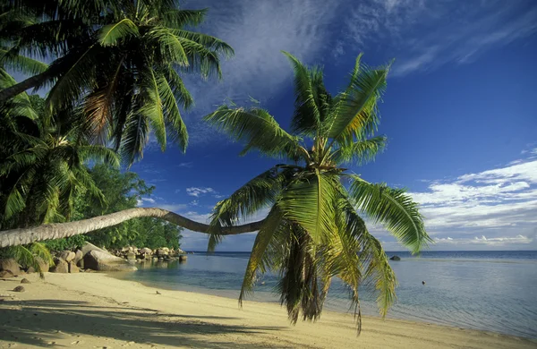 Playa en la costa de la Isla Mahe —  Fotos de Stock