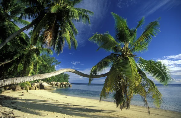 Praia na costa da Ilha Mahe — Fotografia de Stock