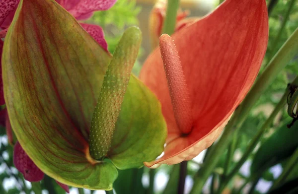 Flores tropicais na Ilha Mahe — Fotografia de Stock