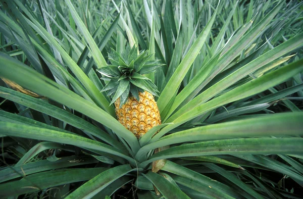 Ananasplantage op het eiland — Stockfoto