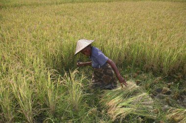 Çiftçi konik şapkalı ricefield çalışma
