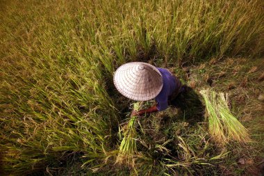 Çiftçi konik şapkalı ricefield çalışma
