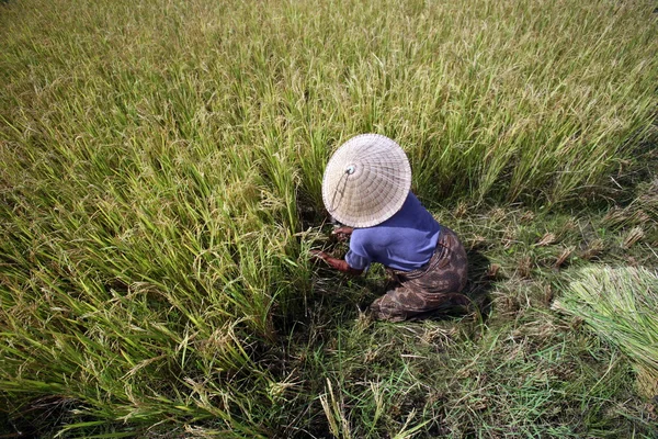 Agricultor en sombrero cónico que trabaja en el campo de arroz — Foto de Stock