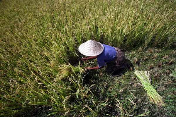 Farmář v kuželovitý klobouk pracují v ricefield — Stock fotografie