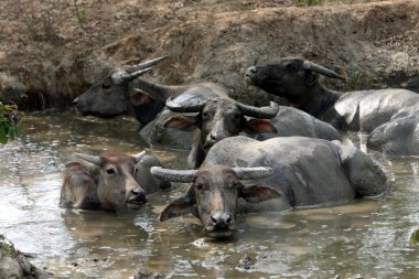 buffalos near the town of Baucau clipart