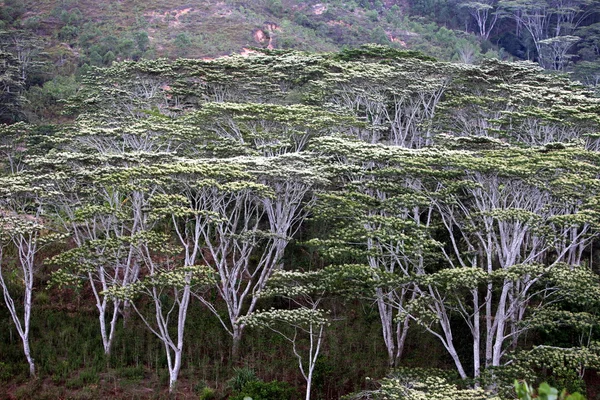 Dili kenti yakınlarındaki tropikal orman — Stok fotoğraf