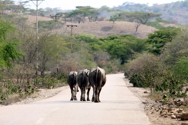 Cows on road near at village of Moubisse — Stock Photo, Image