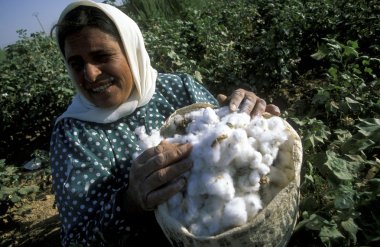 a woman earning cotton on a Cotton Plantation  clipart