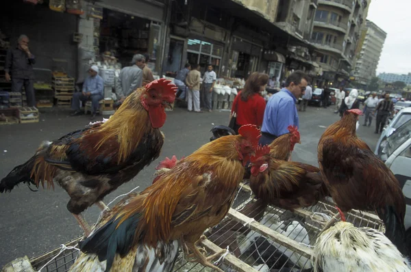 Galos no marketstreet em damaskus — Fotografia de Stock