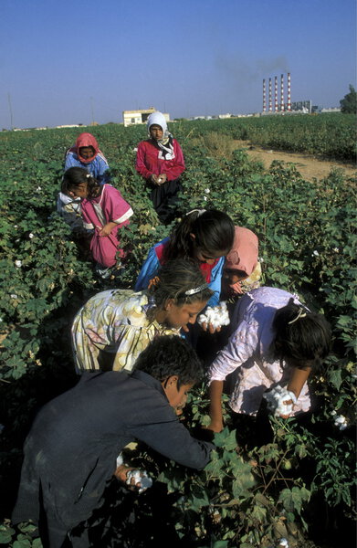 childern picking cotton