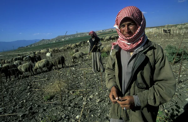 Un agricultor cerca de la ciudad de Alepo en Siria — Foto de Stock